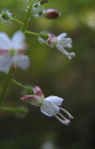 Circaea lutetiana L. / Erba maga comune